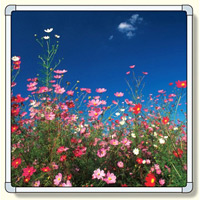 フォトパネル コスモス畑 小サイズ 870×870mm (900-52)
