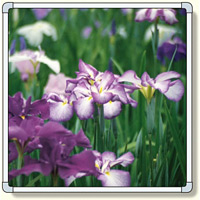 フォトパネル 菖蒲 小サイズ 870×870mm (900-53)