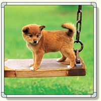 フォトパネル ブランコと子犬 小サイズ 870×870mm (900-56)