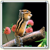 フォトパネル1 リス 小サイズ 870×870mm (900-83A)