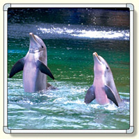 フォトパネル1 イルカ 小サイズ 870×870mm (900-86A)