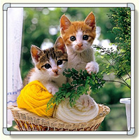 フォトパネル1 子猫 小サイズ 870×870mm (900-87A)