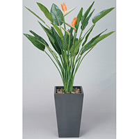 アートストレチア 花付 (人工観葉植物) 高さ160cm 光触媒 (115B800)