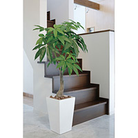 【送料無料】ロイヤルパキラ (人工観葉植物) 高さ135cm 光触媒 (129A380)
