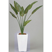【送料無料】ストレチア 1.2 (人工観葉植物) 高さ120cm 光触媒機能付 (132E330)