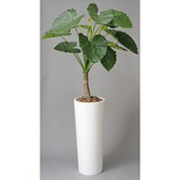 アートくわず芋 (人工観葉植物) 高さ180cm 光触媒 (134A750)