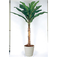 【送料無料】バナナ (人工観葉植物) 高さ200cm 光触媒 (135B500)