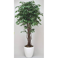 ベンジャミンリアナ (人工観葉植物) 高さ180cm 光触媒 (152A480)