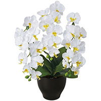 光触媒 人工観葉植物 造花 胡蝶蘭セリースW (高さ66cm)