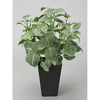 光触媒 人工観葉植物 造花 フィットニア(フロック加工) (高さ43cm)