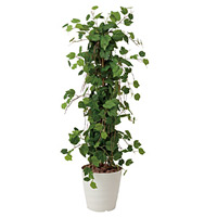 【送料無料】グレープツリー (人工観葉植物) 高さ120cm 光触媒 (358A250)