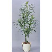 【送料無料】ドラセナコンシンネ (人工観葉植物) 高さ130cm 光触媒 (368B180)