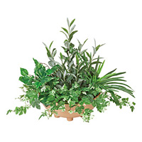 【送料無料】寄せ植えオリーブ (人工観葉植物) 高さ48cm 光触媒機能付 (383A100)