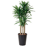 光触媒 人工観葉植物 造花 幸福の木 1.8 (高さ180cm)