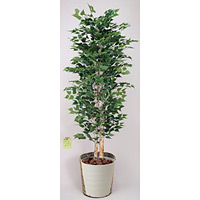 【送料無料】白樺 (人工観葉植物) 高さ180cm (幹:天然白樺) 光触媒 (402C700)