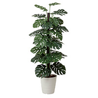 【送料無料】モンステラ (人工観葉植物) 高さ180cm 光触媒 (403A350)