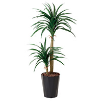 【送料無料】ドラセナコンシンネ (人工観葉植物) 高さ130cm 光触媒 (427A160)