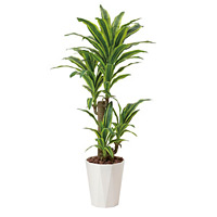 光触媒 人工観葉植物 フレッシュドラセナ1.25 (高さ125cm)