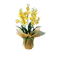オンシジュームS (造花) 高さ50cm 光触媒 (455A40)