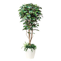 【送料無料】フィカスベンジャミン 植栽付 (人工観葉植物) 高さ180cm 光触媒 (508A450)