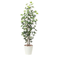 【送料無料】シェフレラツリー1.7(ポリ製) (屋外用人工観葉植物) 高さ170cm ※光触媒ではありません (531E350)