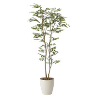 【送料無料】トネリコ (人工観葉植物) 高さ160cm 光触媒 (603A320)