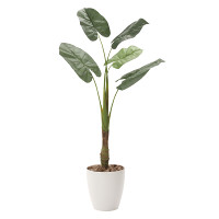【送料無料】くわず芋5 (人工観葉植物) 高さ135cm 光触媒 (730A240)