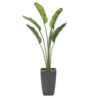 【送料無料】オーガスタ1.8(ポリ製 (人工観葉植物) 高さ180cm 光触媒機能付 (800A600)