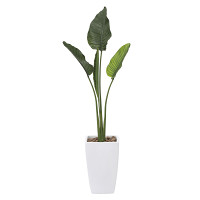 【送料無料】オーガスタ1.75(ポリ製 (人工観葉植物) 高さ175cm 光触媒機能付 (801A500)