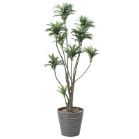 【送料無料】ドラセナ (人工観葉植物) 高さ150cm 光触媒 (808A250)