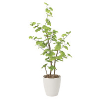 【送料無料】バウヒニア (人工観葉植物) 高さ130cm 光触媒 (821A220)