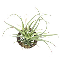 エアープランツR(ポリ製) (人工観葉植物) 高さ19cm 光触媒機能付 (866A25)