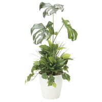 【送料無料】モンステラ 植栽付 (人工観葉植物) 高さ90cm 光触媒 (872A170)