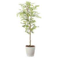 光触媒 人工観葉植物 造花 ゴールデンリーフ1.25 (高さ125cm)