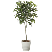 光触媒 人工観葉植物 造花 コーヒーツリー1.8 (高さ180cm)