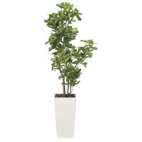 【送料無料】【2020年新商品】シェフレラ1.3 (人工観葉植物) 高さ130cm 光触媒機能付 (2029A200)