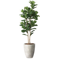 光触媒 人工観葉植物 造花 ナチュラルカシワバゴム1.8 (高さ180cm)