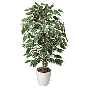 光触媒 人工観葉植物 造花 ゴールデンフィカス 1.0 (高さ100cm