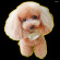 デコシール 犬 プードル (写真) サイズ:レギュラー W285×H285 (62005)