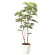 光触媒 人工観葉植物 ねむの木1.8(ポリ製) (高さ180cm)