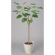 光触媒 人工観葉植物 ウンベラータ  1.55 (高さ155cm)