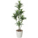 【送料無料】ドラセナコンパクタ (人工観葉植物) 高さ125cm 光触媒 (185A150)