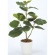 光触媒 人工観葉植物 ウンベラータ80 (高さ80cm)