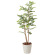 【送料無料】ゴールデンリーフ (人工観葉植物) 高さ125cm 光触媒 (423A180)