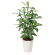 光触媒 人工観葉植物 ディフェンバキア1.1 (高さ110cm)