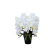 光触媒 造花 ロイヤル胡蝶蘭5本立W (高さ76cm)