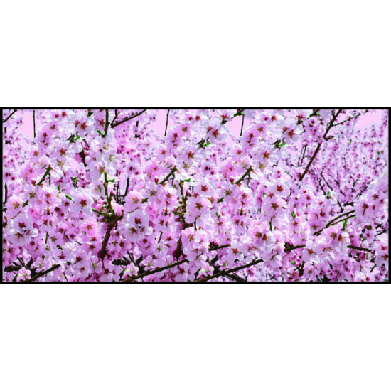 【2025年春商品】ディスプレイシート 桜満開 【限定品】 (No177-04_09)
