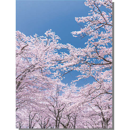 バックスクリーンシート桜 (No167-13_09)