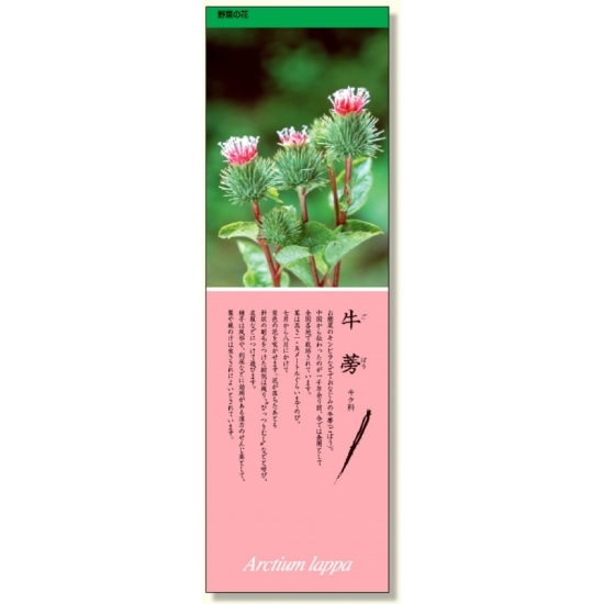 シールギャラリー 野菜の花 ごぼう (916-35)