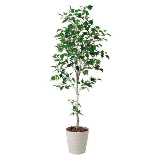 光触媒 人工観葉植物 白樺シングル1.8 (高さ180cm)